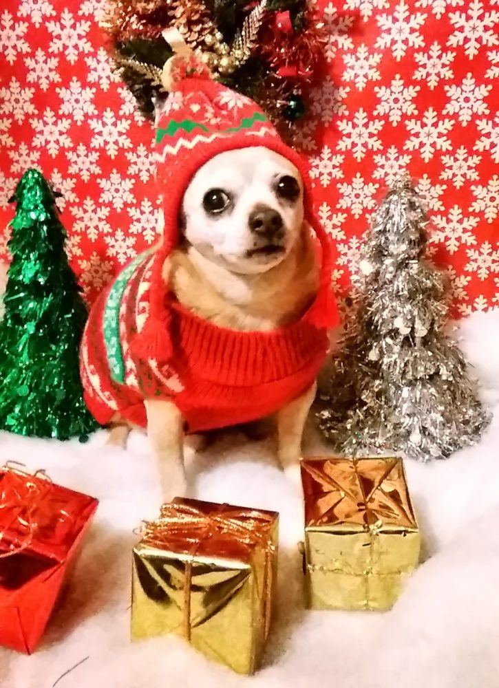 The Winners of Our 2019 Cutest Winter Chihuahua Photo Contest!