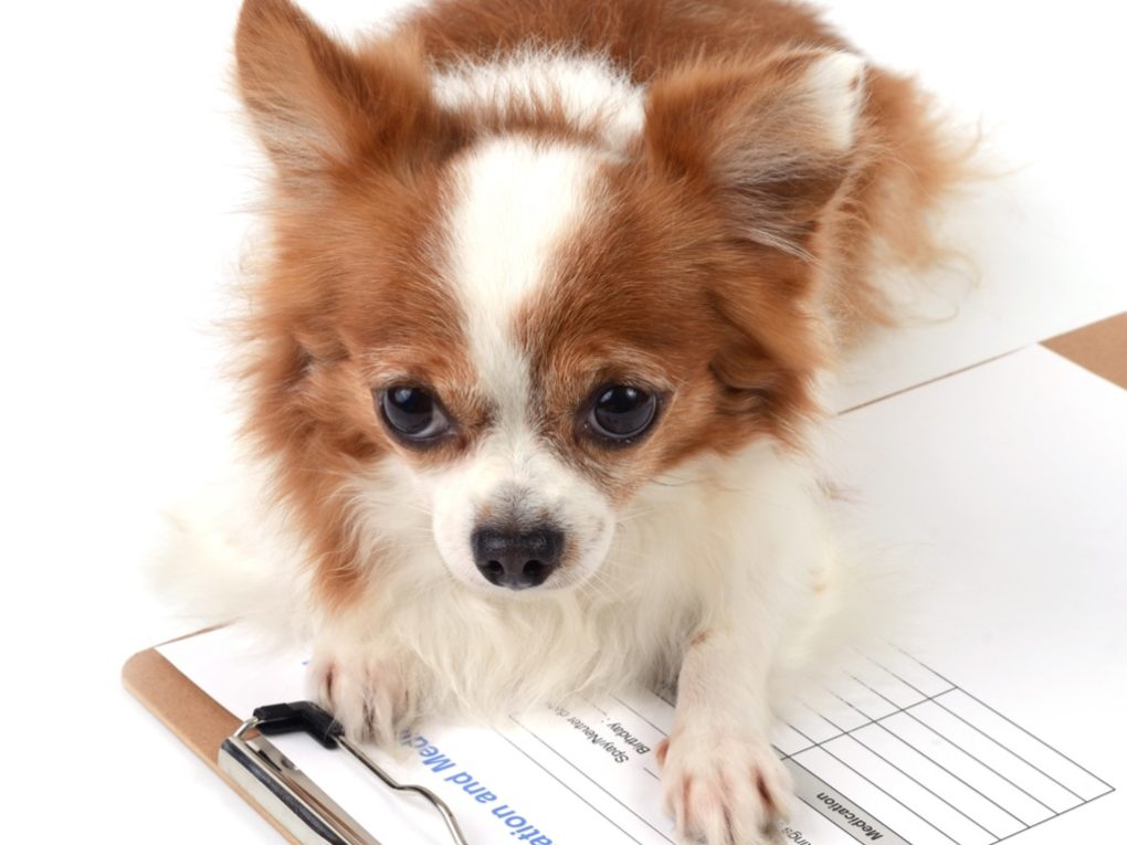 pet insurance, long haired chihuahua lying on a clipboard