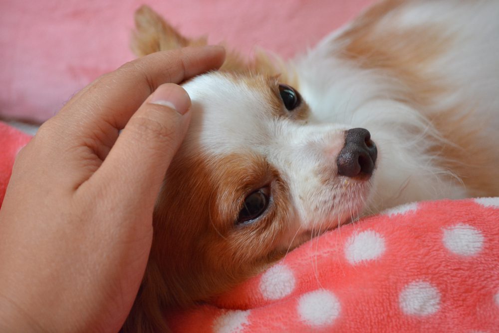 pet insurance, long haired fawn and white chihuahua lying on side and a hand stroking his head