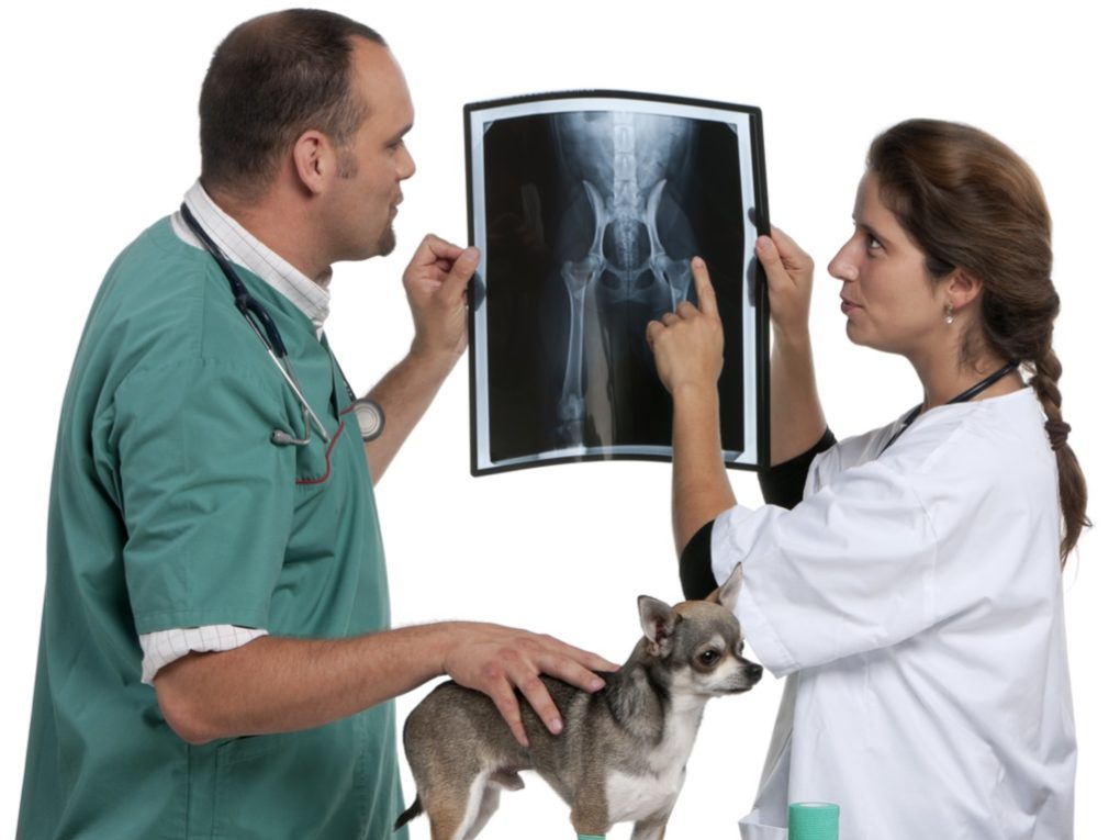 pet insurance, male and female looking at an xray of a chihuahua with a chocolate shorthaired chihuahua in forefront