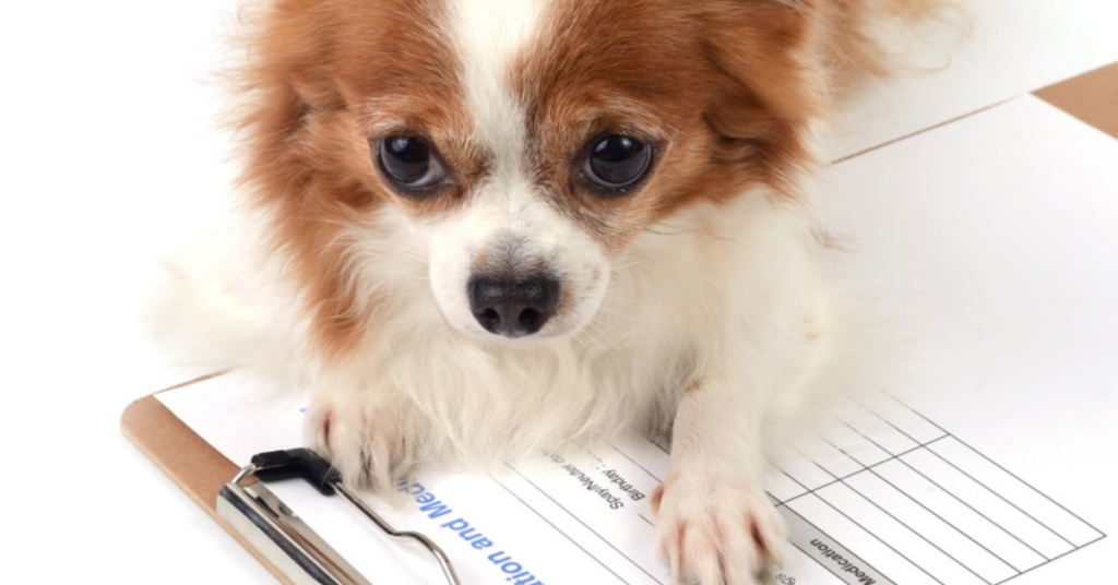 chihuahua laying on medical records clip board
