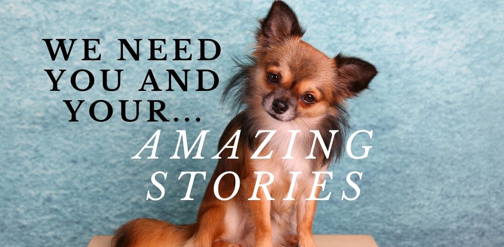 Everyone Has A Story To Tell Tell Us Your Chihuahua S Story