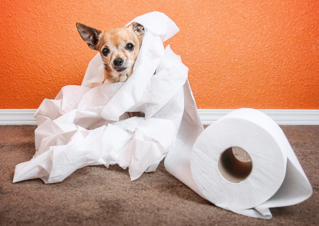 dangerous objects, a tan and white short haired chihuahua wrapped in a roll of toilet paper