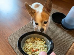 8 Risks And Benefits Of Feeding Your Dog A Raw Diet