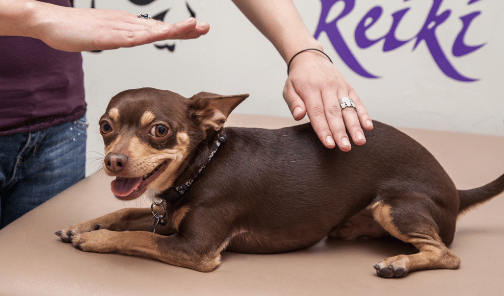 a brown and tan chihuahua with womans hands on and over performing reiki