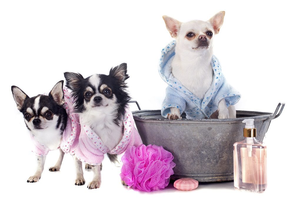 bathe chihuahua in dish soap? 3 chihuahuas in bath robes one in a tub surrounded by perfume bottle, soap and a scrubbie