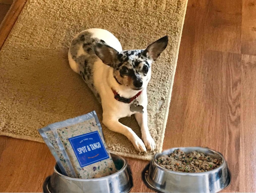 spot and tango in a bowl with a blue merle chihuahua lying in front of it.