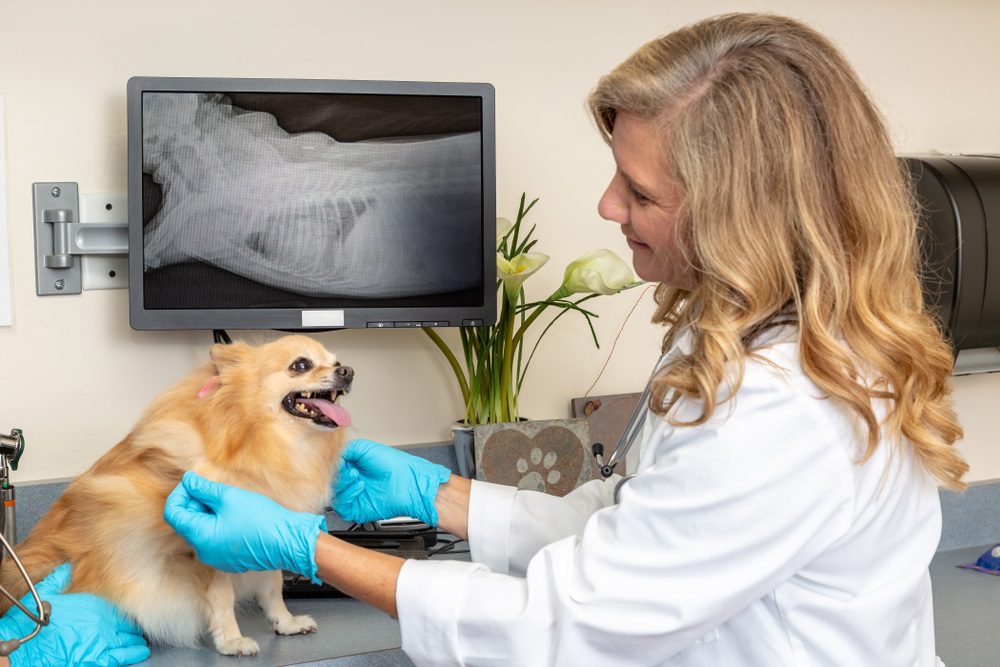 spot and tango for overweight pets. an overweight chihuahua in vet office with x-ray of heart showing