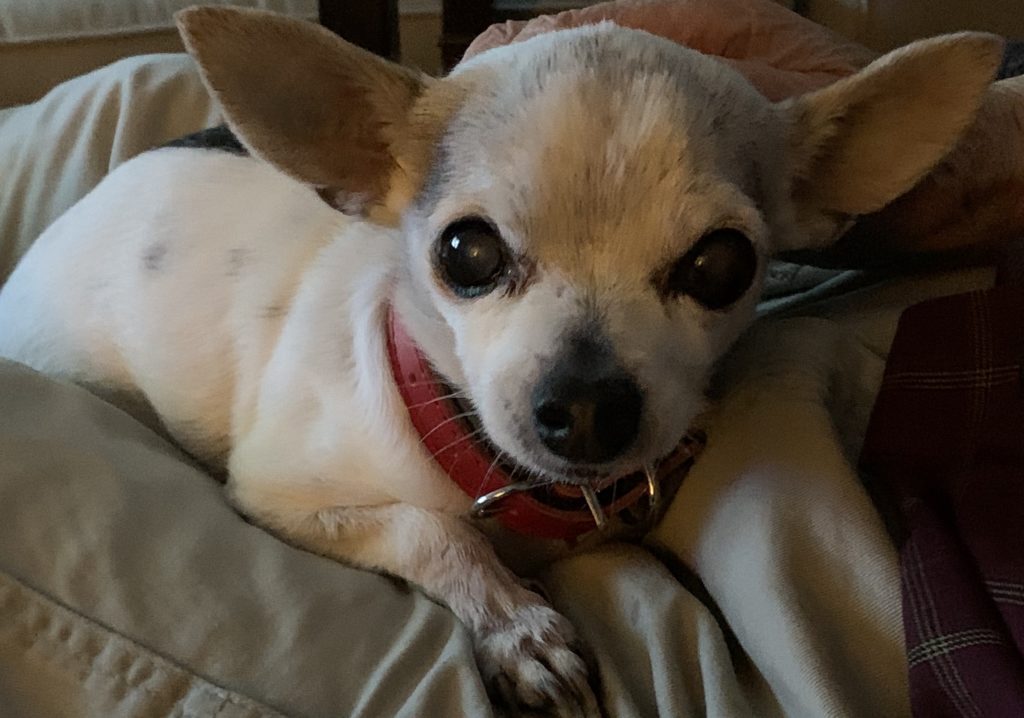 1 year hot sale old chihuahua