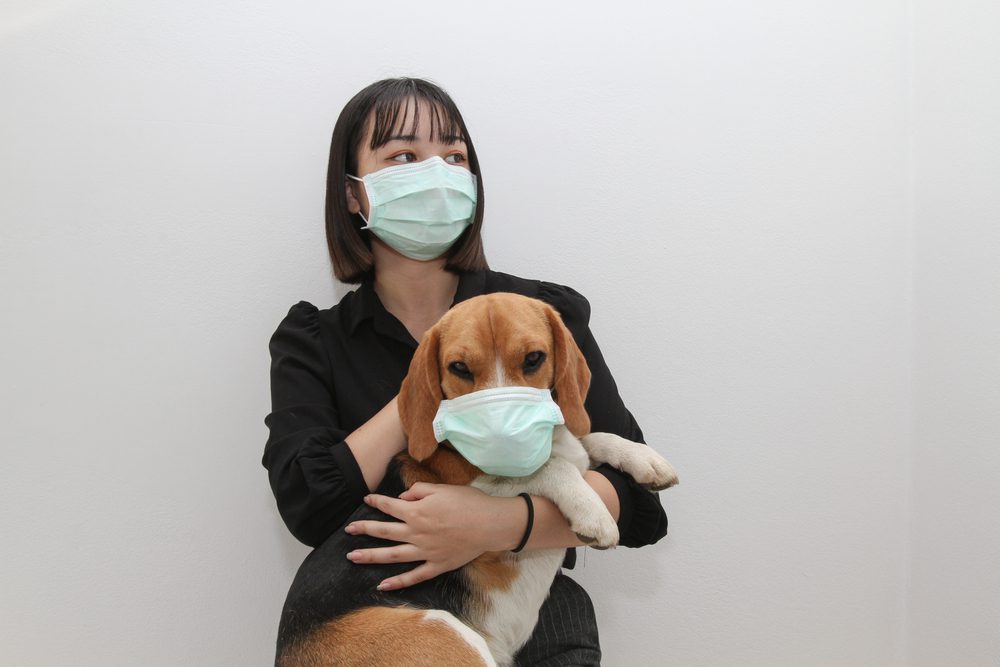 dogs get coronavirus, asian woman holding a beagle, both have on a mask