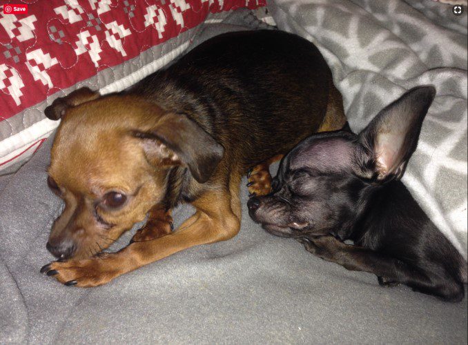 two chihuahuas that overcome obstacles