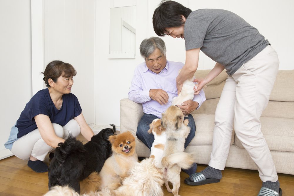 three people caring for seven dogs whose owners are ill with the covid-19 virus