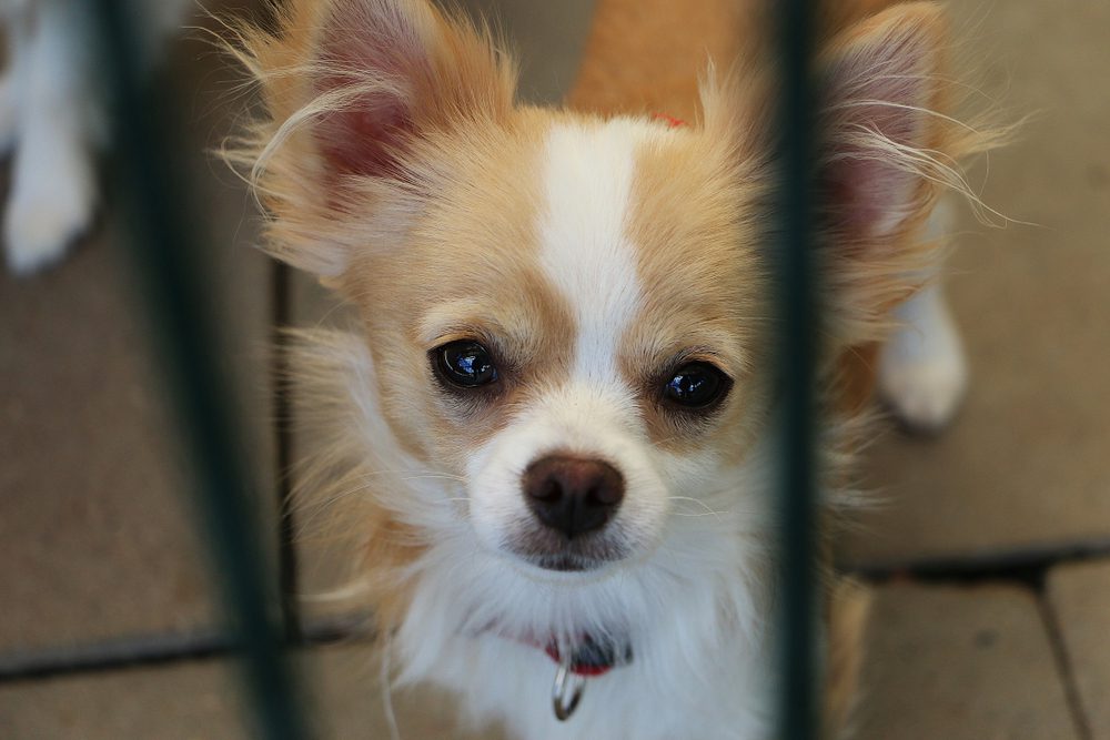 covid 19 virus, sad chihuahua in a shelter