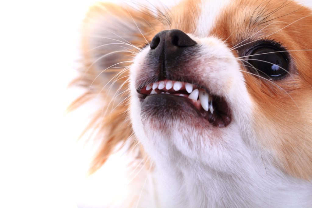 conditioning training can help with chihuahua aggression, photo of fawn and white angry chihuahua