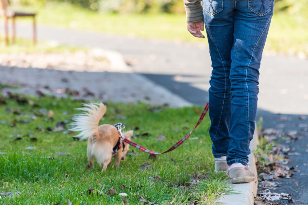 walking a chihuahua in the hot summer