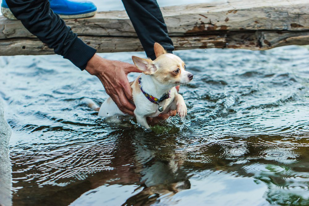 chihuahua learning to swim in the hot summer