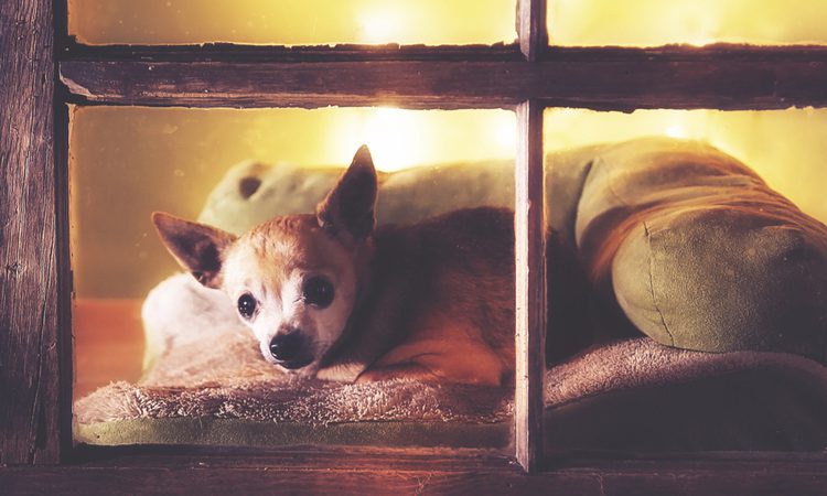 an older chihuahua lying down looking out a window