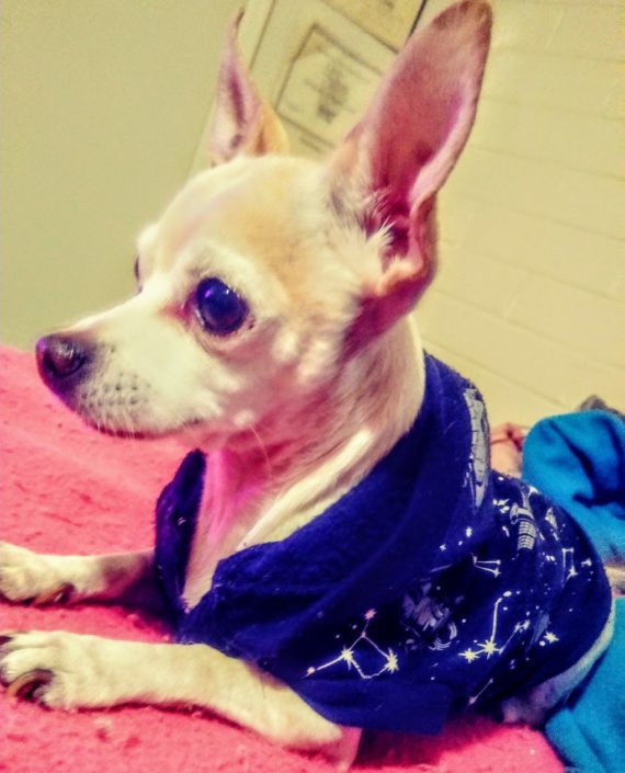 A Chihuahua Rescue Story - How One Little Chihuahua and His Mom Rescued ...