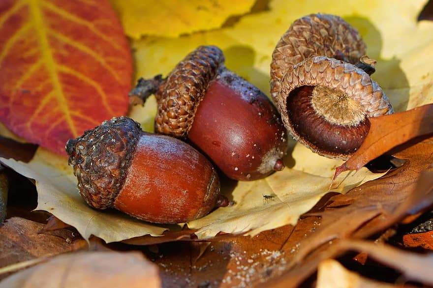 acorns when moldy are toxic to dogs