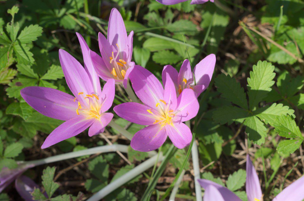 A beautiful purple autumn crocus, but it's a toxic fall plant to dogs