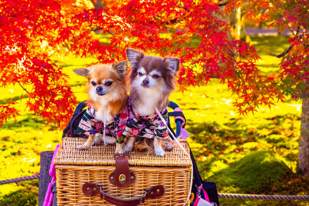fall chihuahua pictures