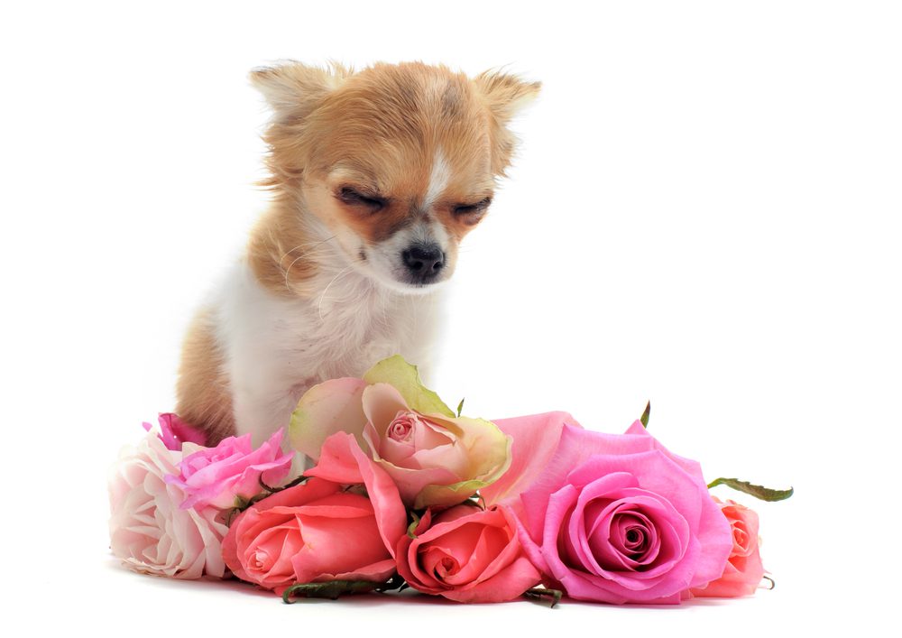 pet memorial day-picture of chihuahua looking down with eyes closed at a bouquet of roses, looking sad