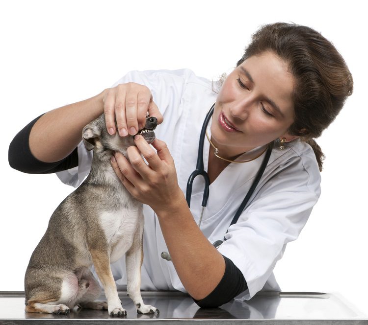 kidney disease in chihuahuas. female vet examining a chihuahua's teeth