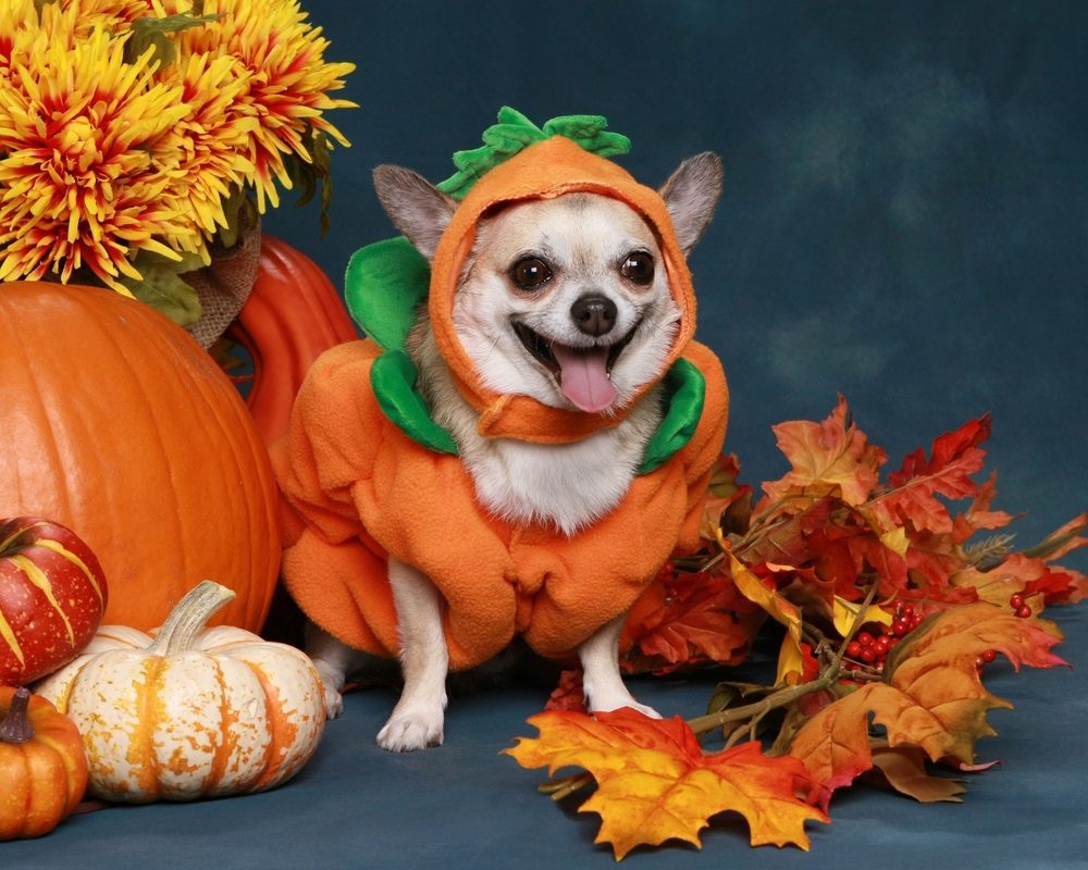 fall chihuahua pictures