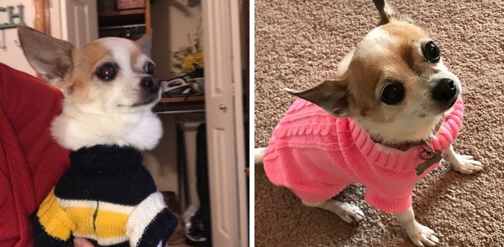 fall chihuahua pictures, fawn and white short haired chihuahua in blue, yellow, white striped turtleneck sweater and in a pink cable knit sweater