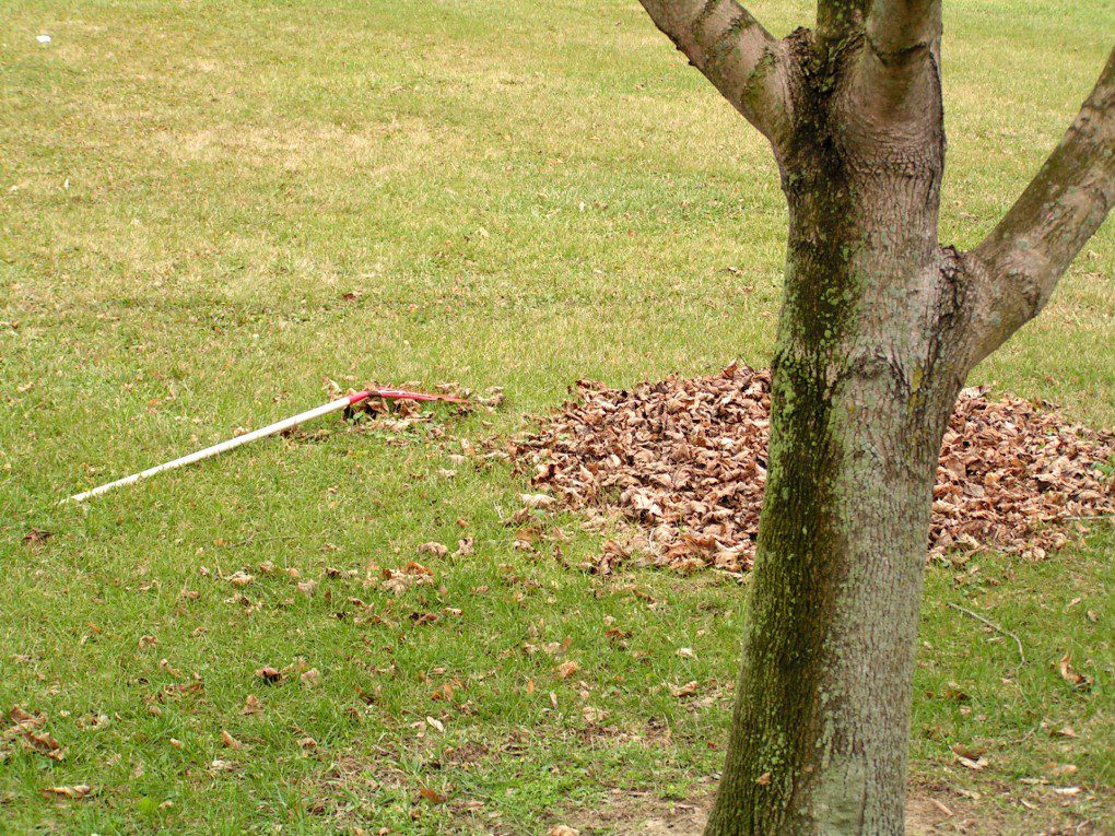 fallen leaves from a tree. some can be toxic to dogs