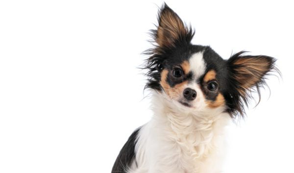 5 Reasons why your dog stares at you while he is pooping