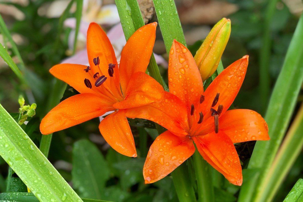 Beautiful tiger lily and is one of the toxic fall plants to dogs