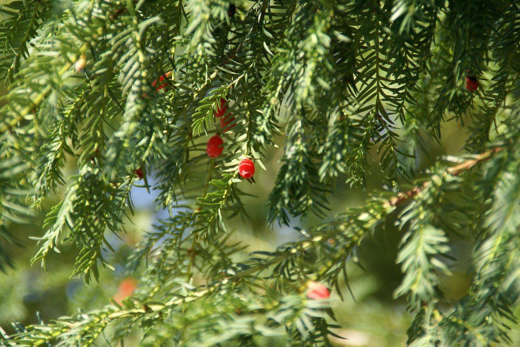 Yew tree is one of the most toxic fall plants to dogs