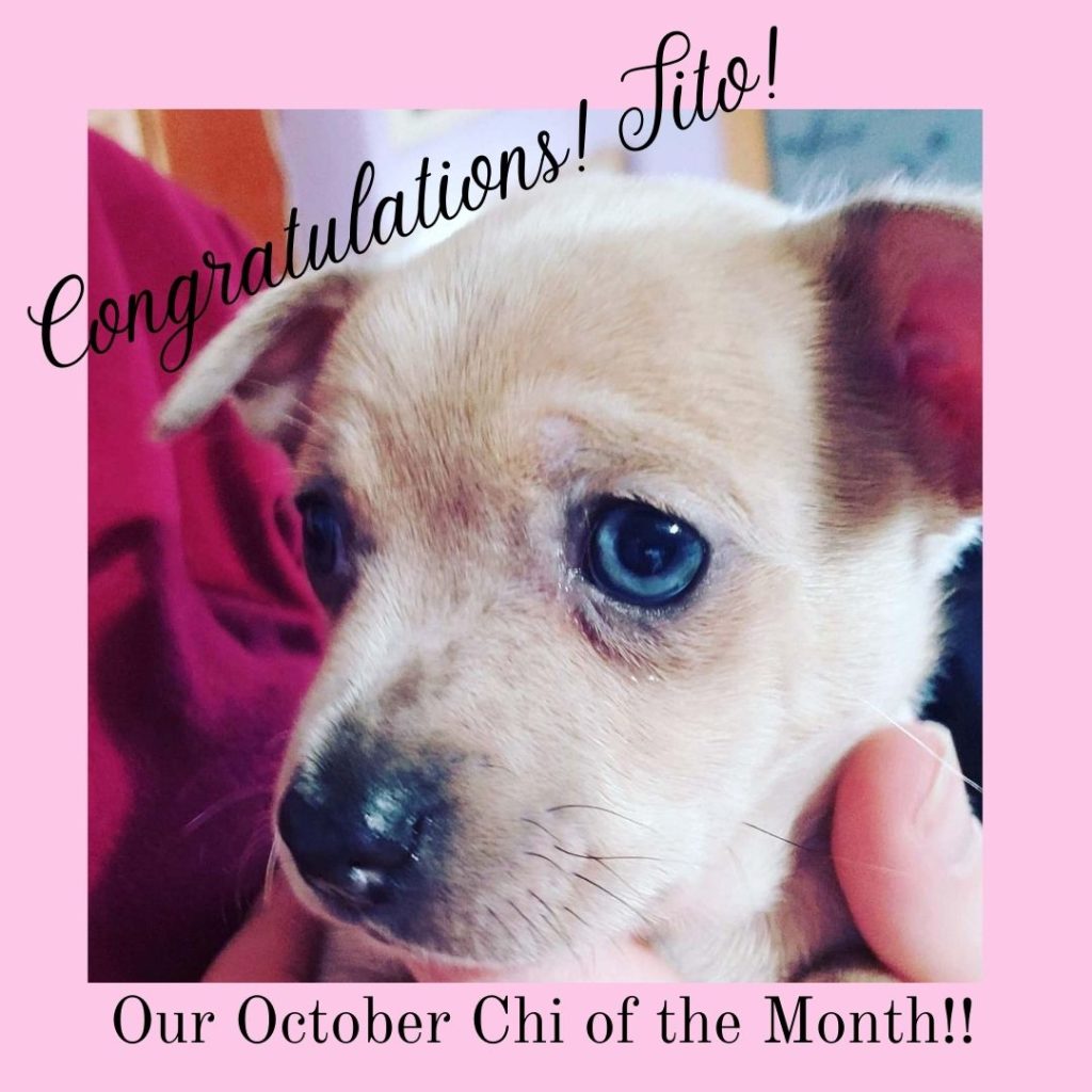 chihuahua story, october 2020, 