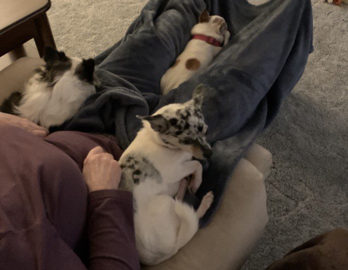 when you bring home a new dog, they don't always get along. three chihuahuas on a persons lap