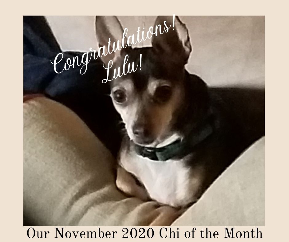 chihuahua story, november 2020, 