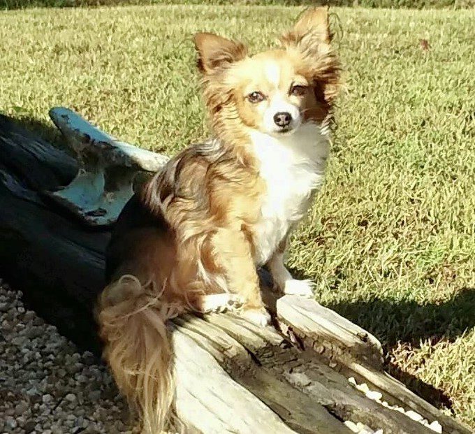 Boo Boo, long haired tan and white chihuahua is ChiChis And Me's Februay chi of the month