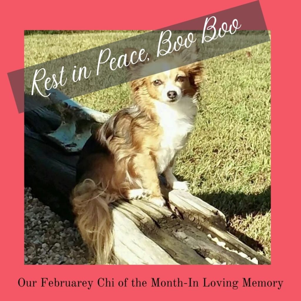 ChiChis And Me February chi of the month