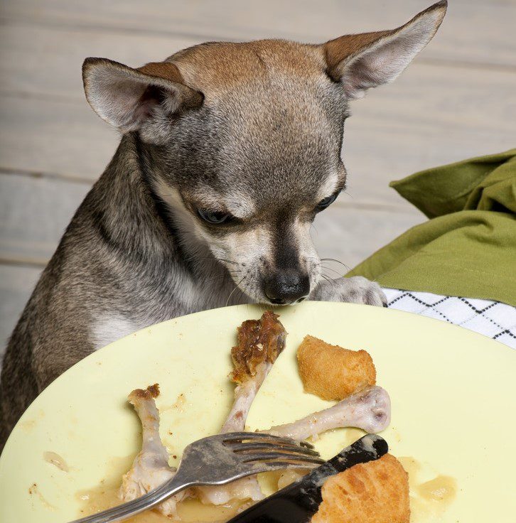 How To Change Your Chihuahua From a Picky Eater To an Eager Eater