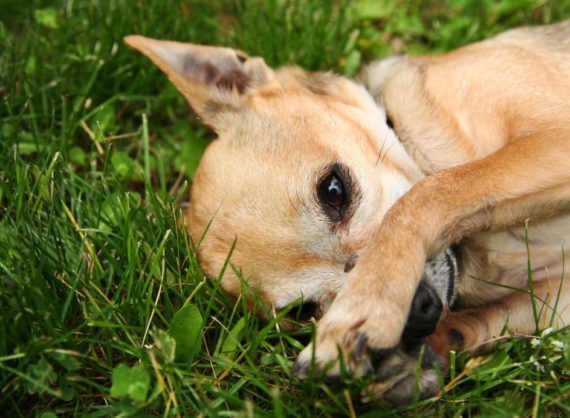 How To Brush Your Chihuahua's Teeth The Smart Way!