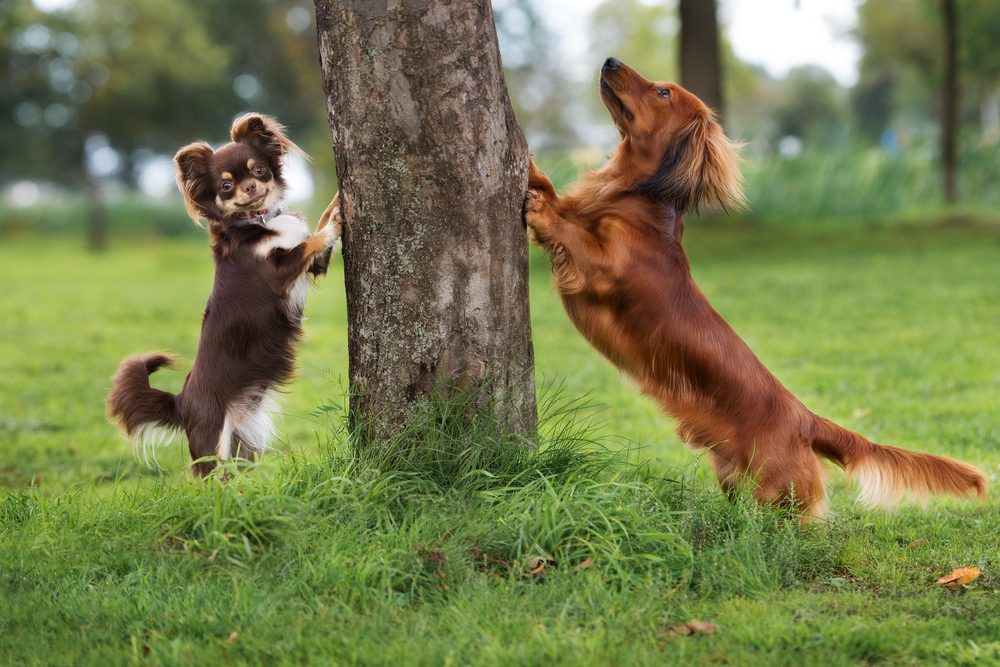 dachshund and chihuahua looking up a tree chasing a squirrel