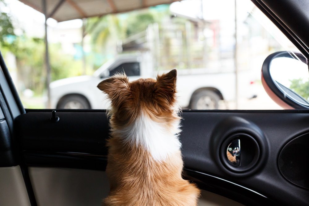 tan and white chihuahua alone in car looking out the window away from camera