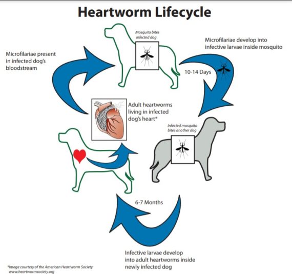 What Every Chihuahua Parent Should Know About Heartworms