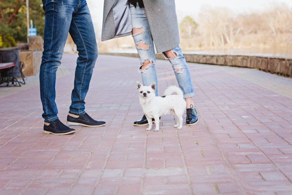 white chihuahua standing on brick road with legs of two people in summer