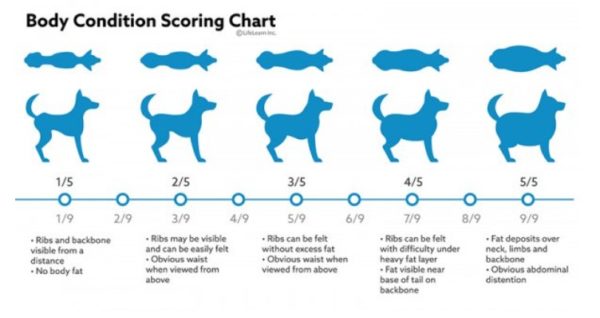 What and How To Feed Your Overweight Chihuahua