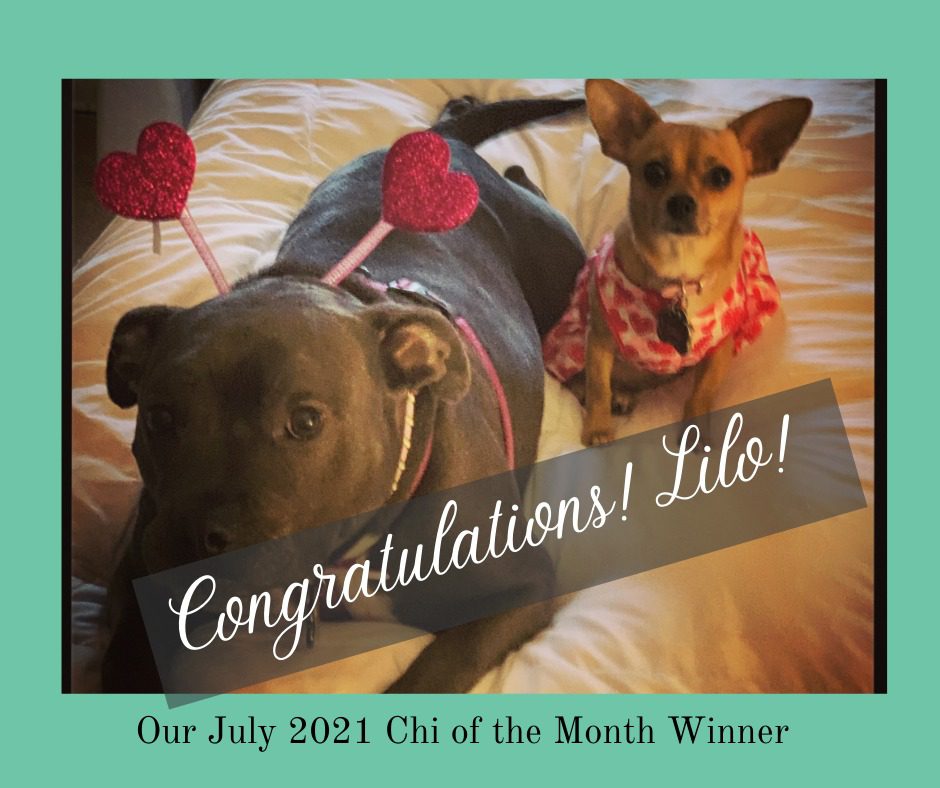 July Chi of the Month photo of brown chihuahua with a grey pit bull