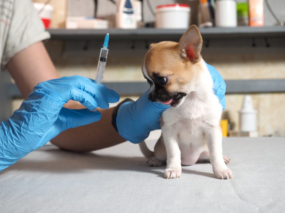 little tan and white chihuahua with a black muzzle is about to get a vaccine from a vet with a syringe