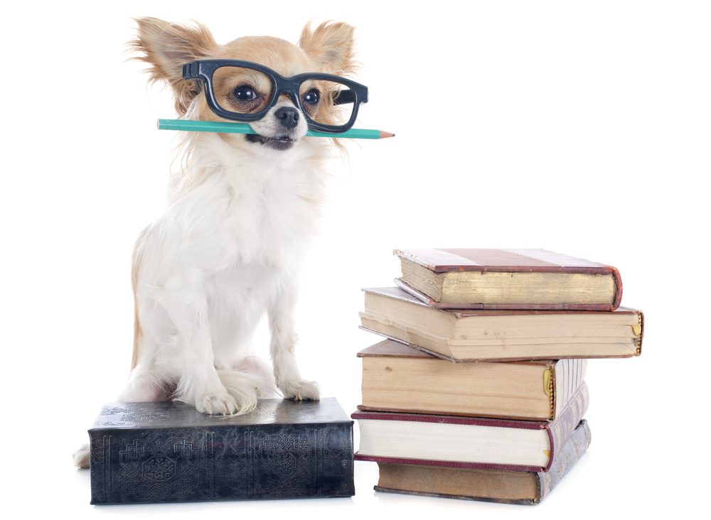 long haired chihuahua wearing glasses with pencil in mouth and a stack of books with him sitting on two books