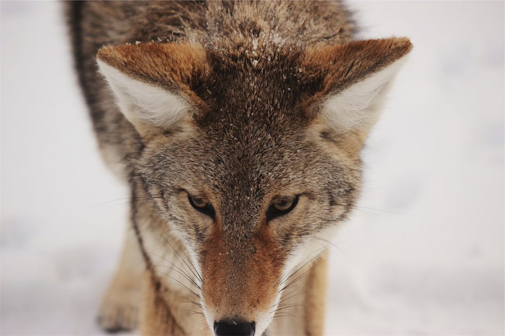 coyote close up facing camera with snow background