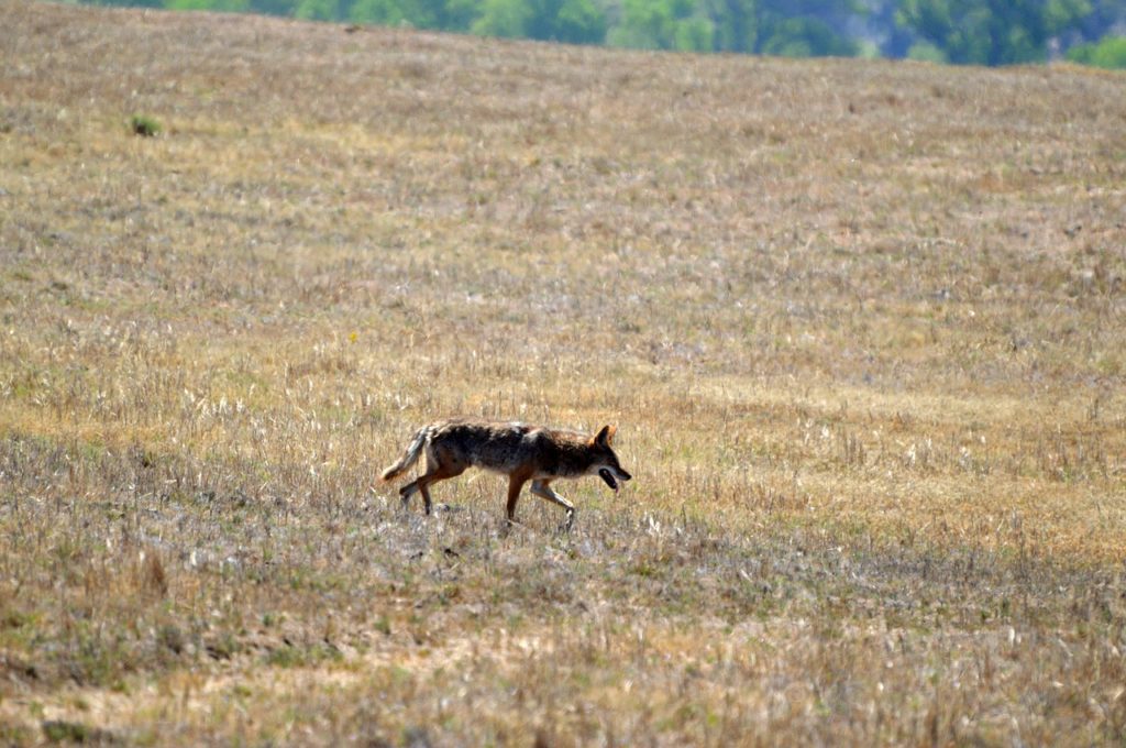 coyote in the distance walking in grasslands